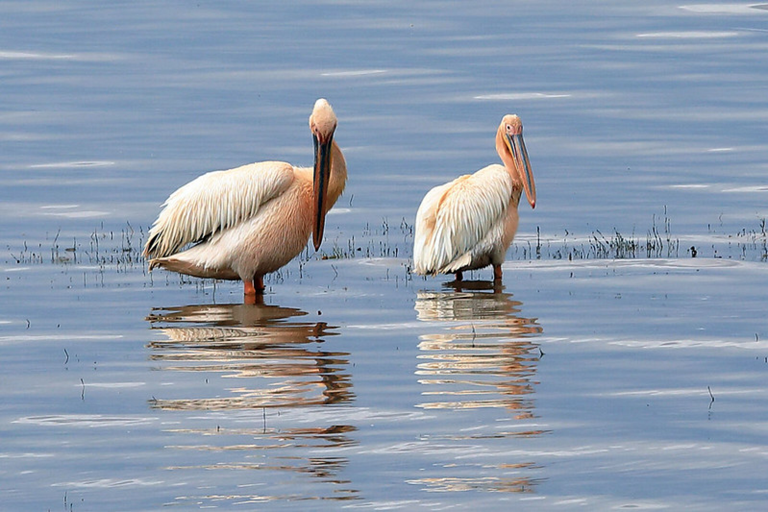 Lake Manyara National Park
