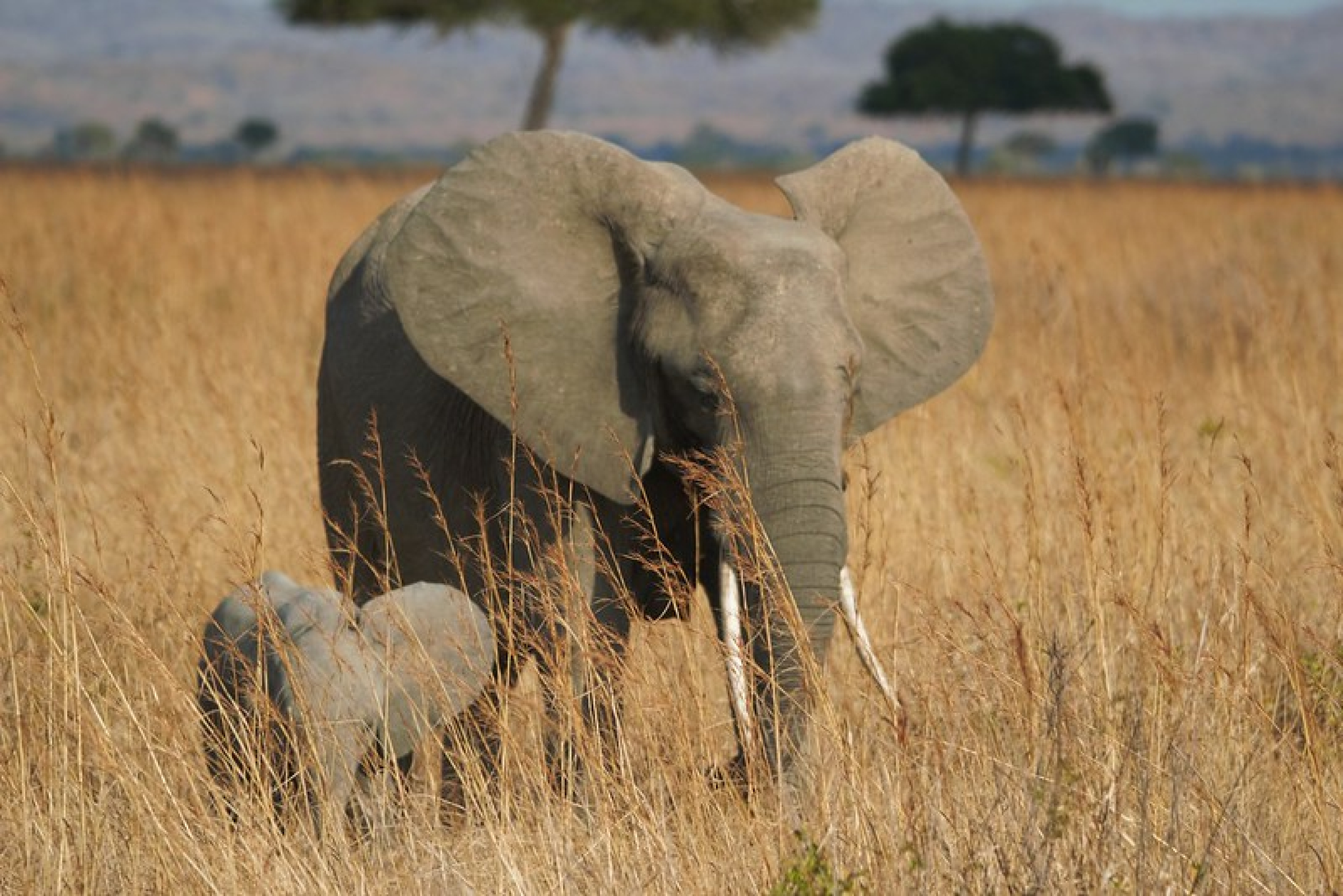 Mikumi National Park